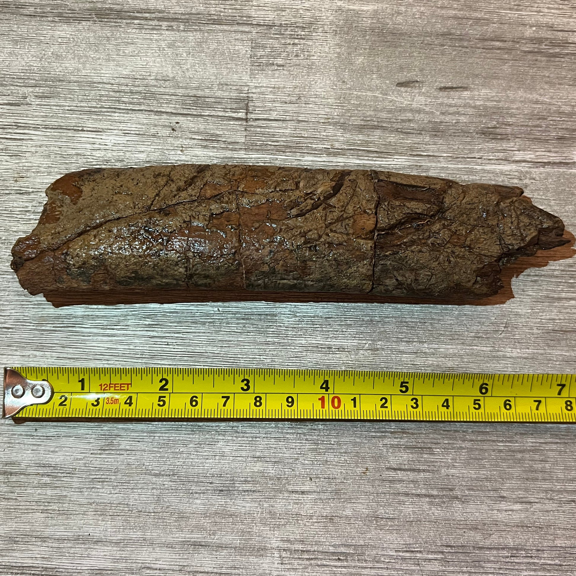Triceratops rib fossil