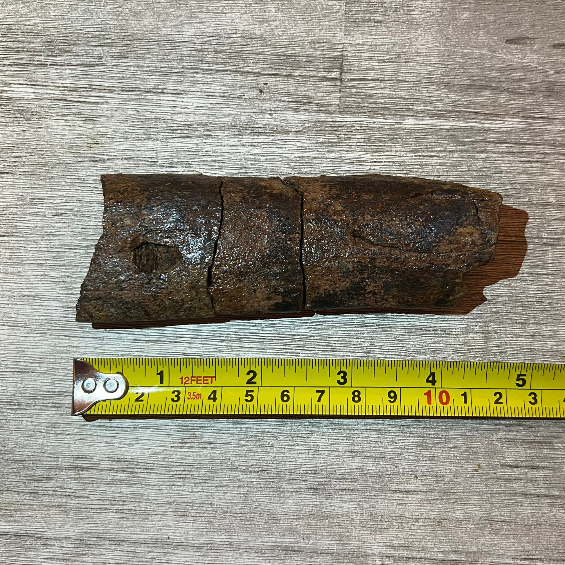 Triceratops rib fossil