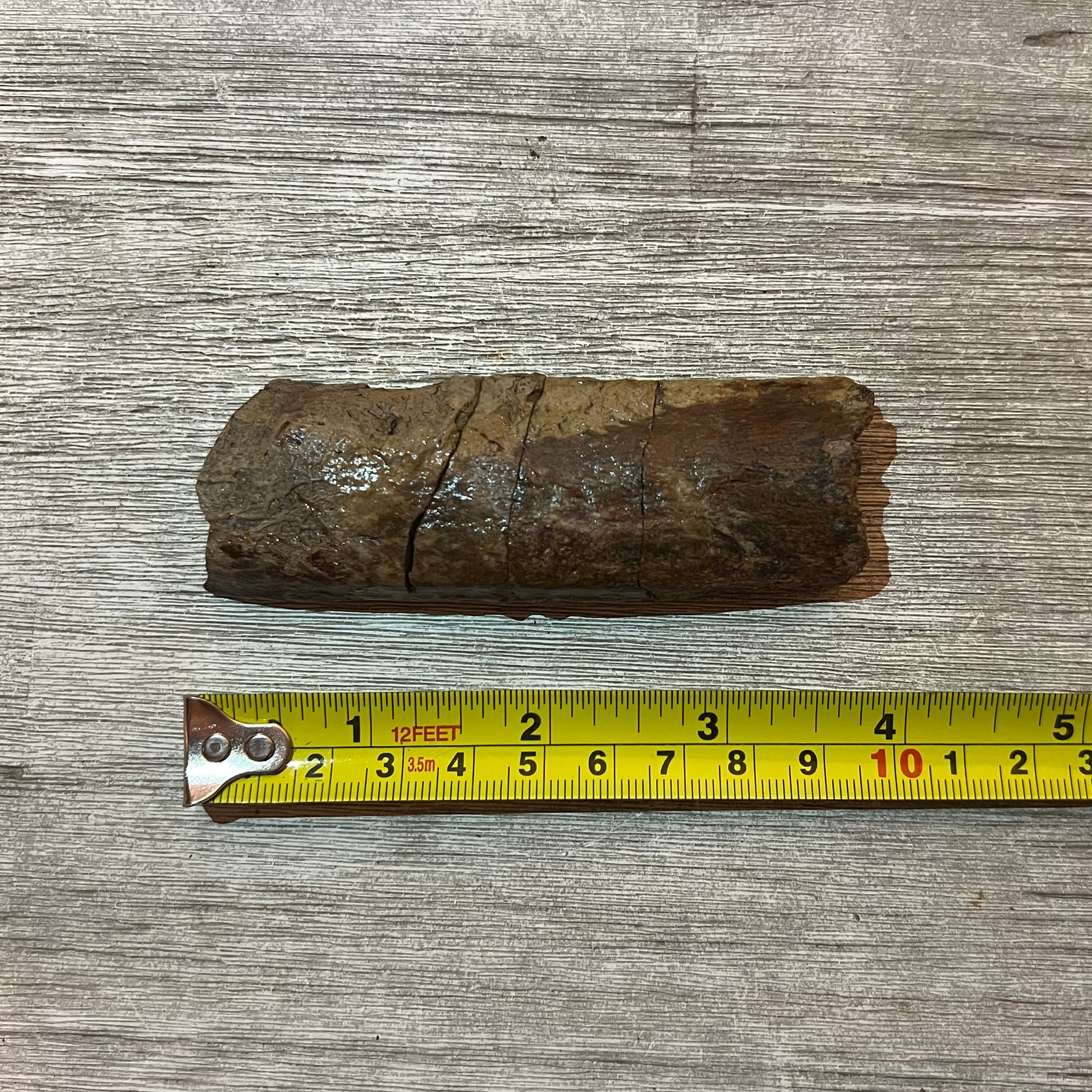 Triceratops rib for sale