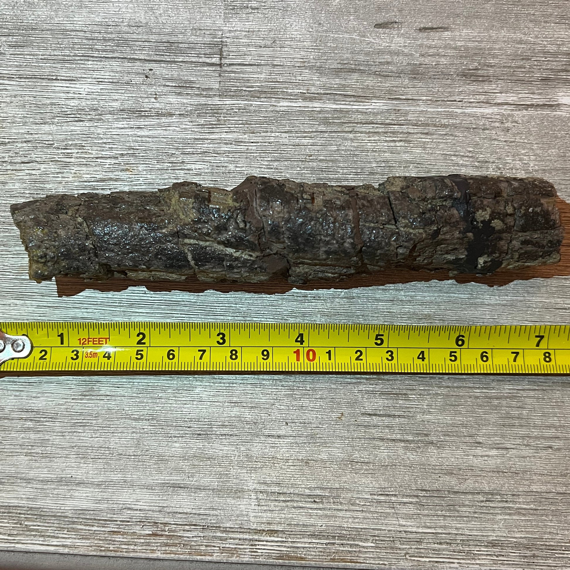 Camarasaurus rib fossil