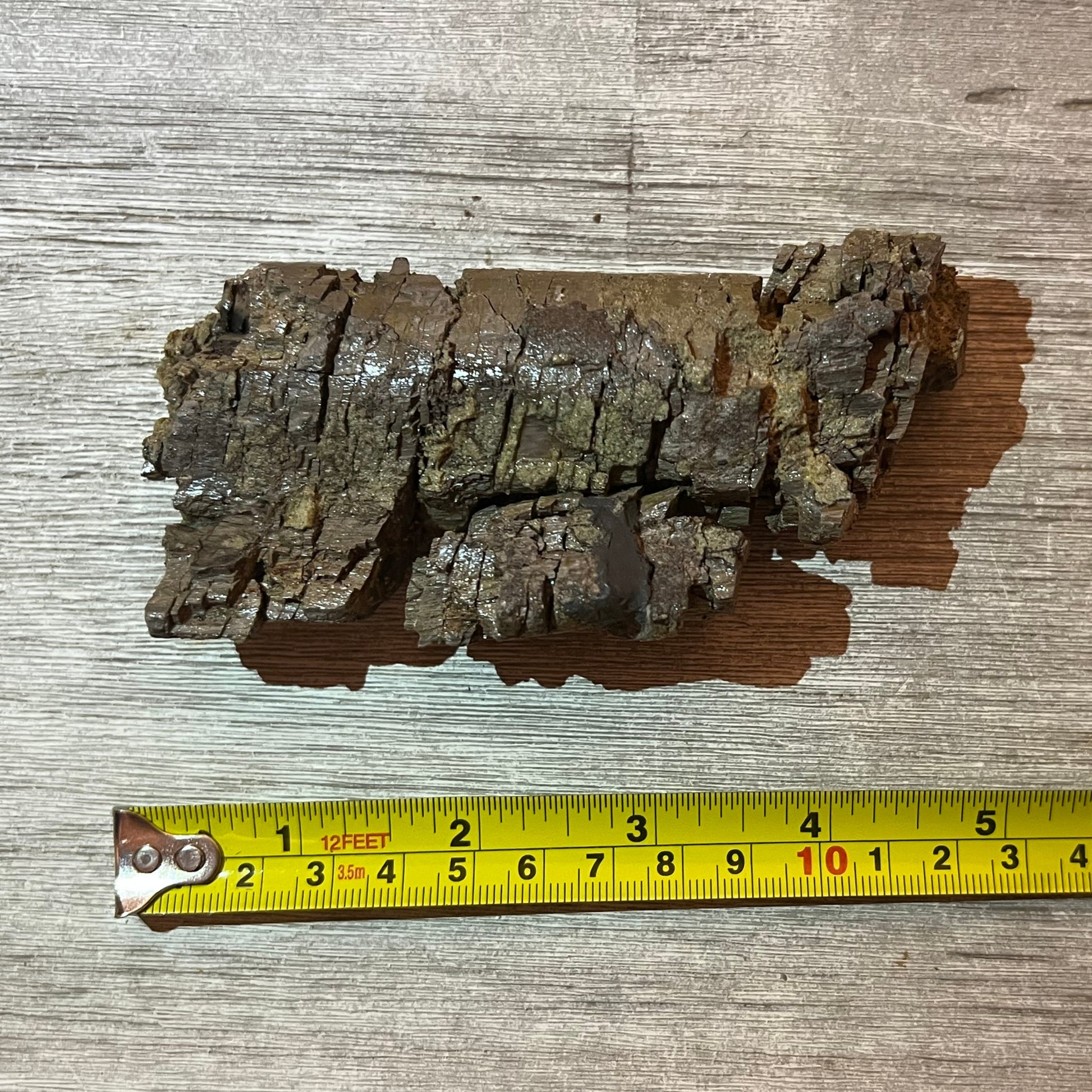 Camarasaurus rib fossil