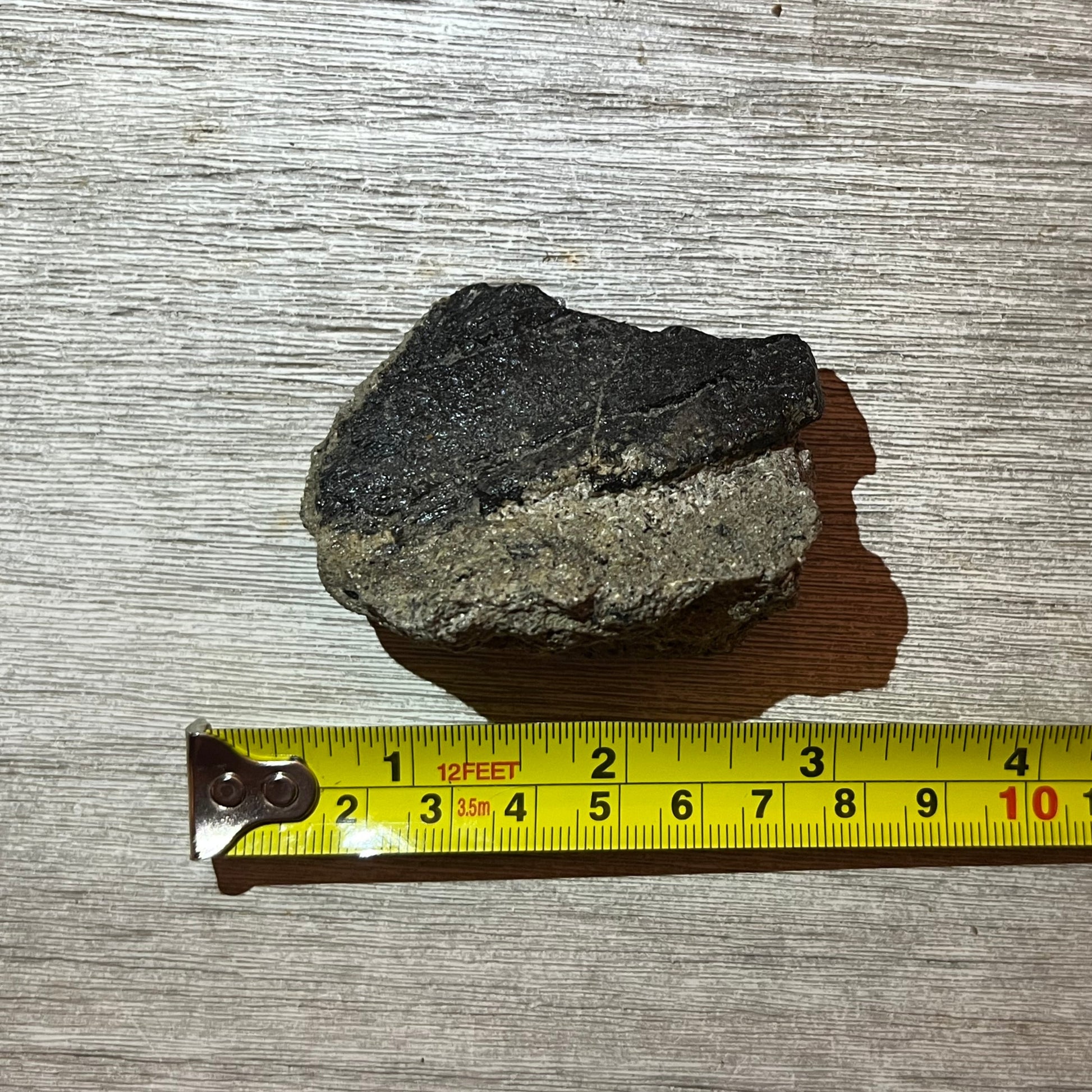 Dinosaur bone fragment