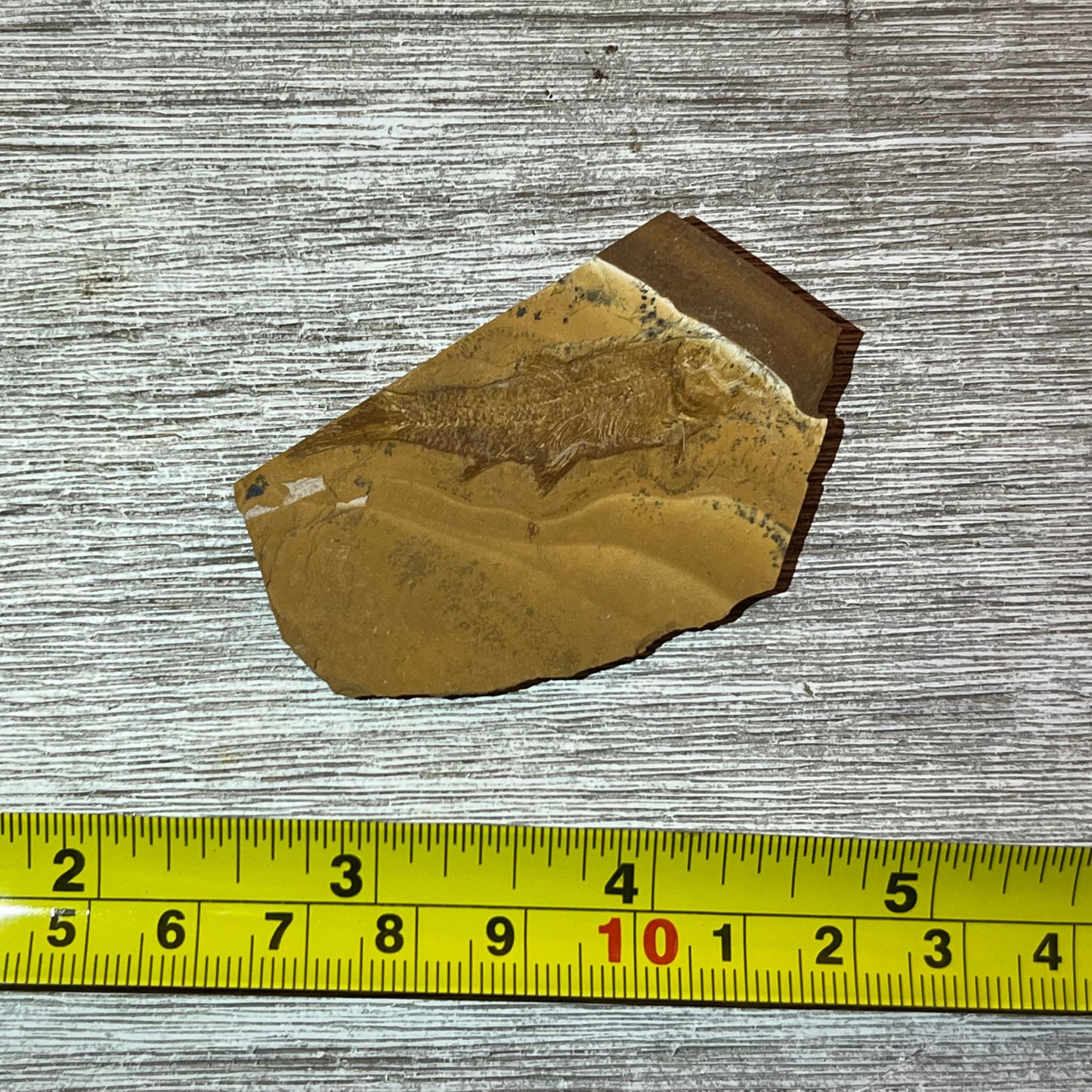Cavenderichthys talbragarensis fish fossil