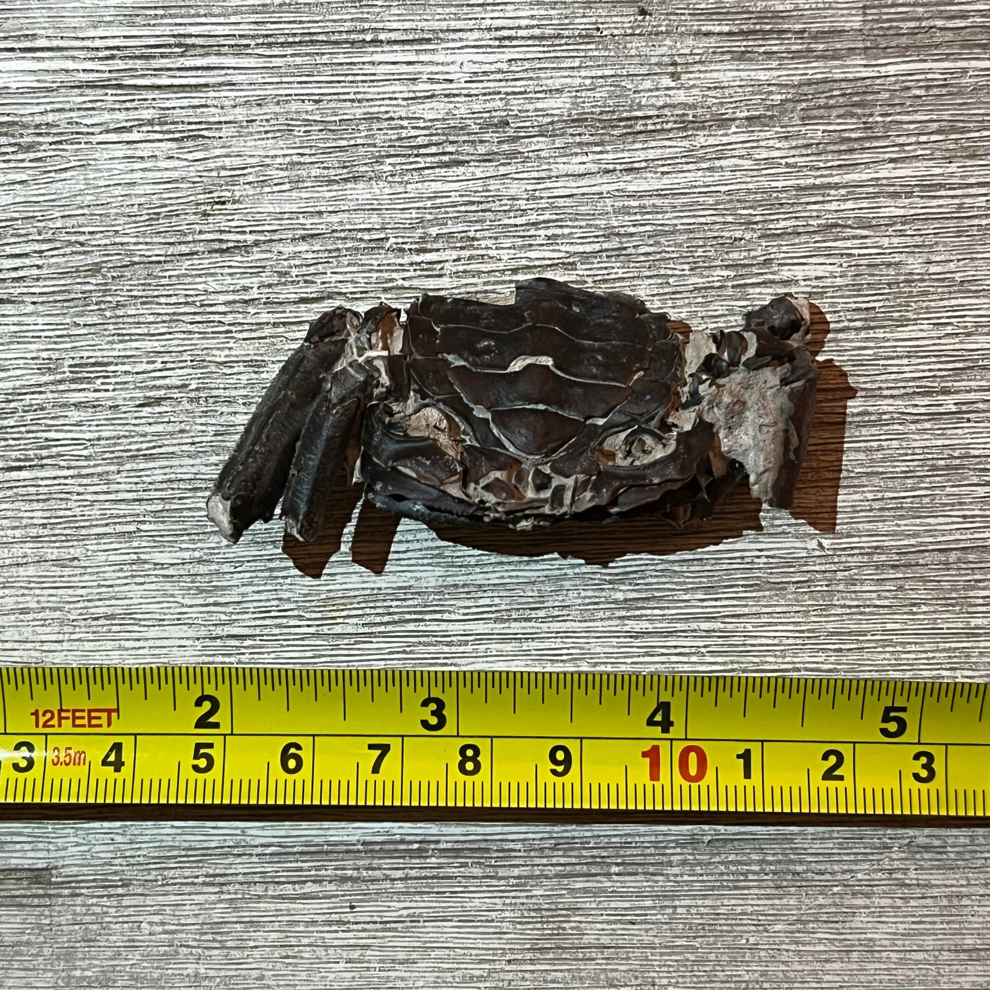 Macrophthalmus latreillei crab fossil