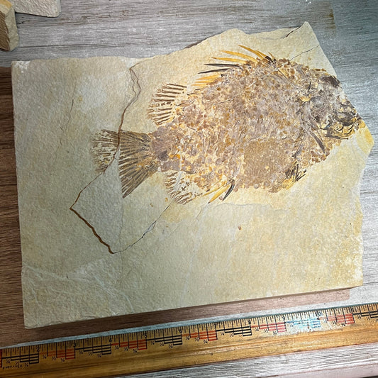 Prscacara fossil #7-012