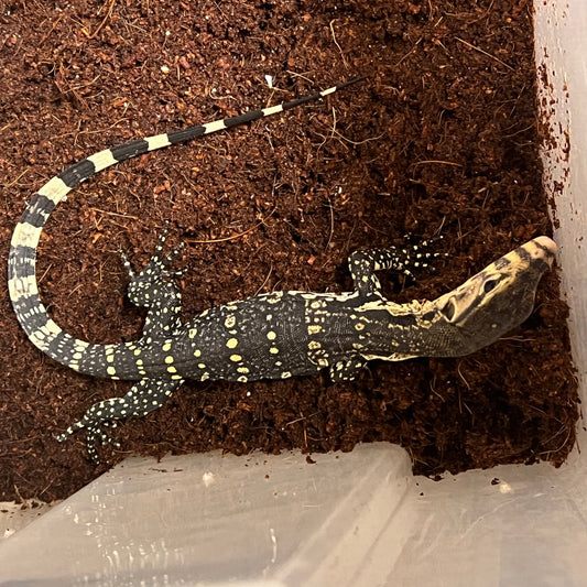 Varanus salvator (Asian Water Monitor)