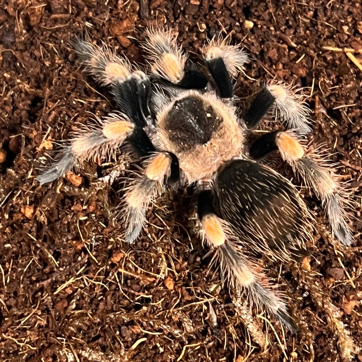 Brachypelma hamorii (Mexican Red Knee Tarantula)