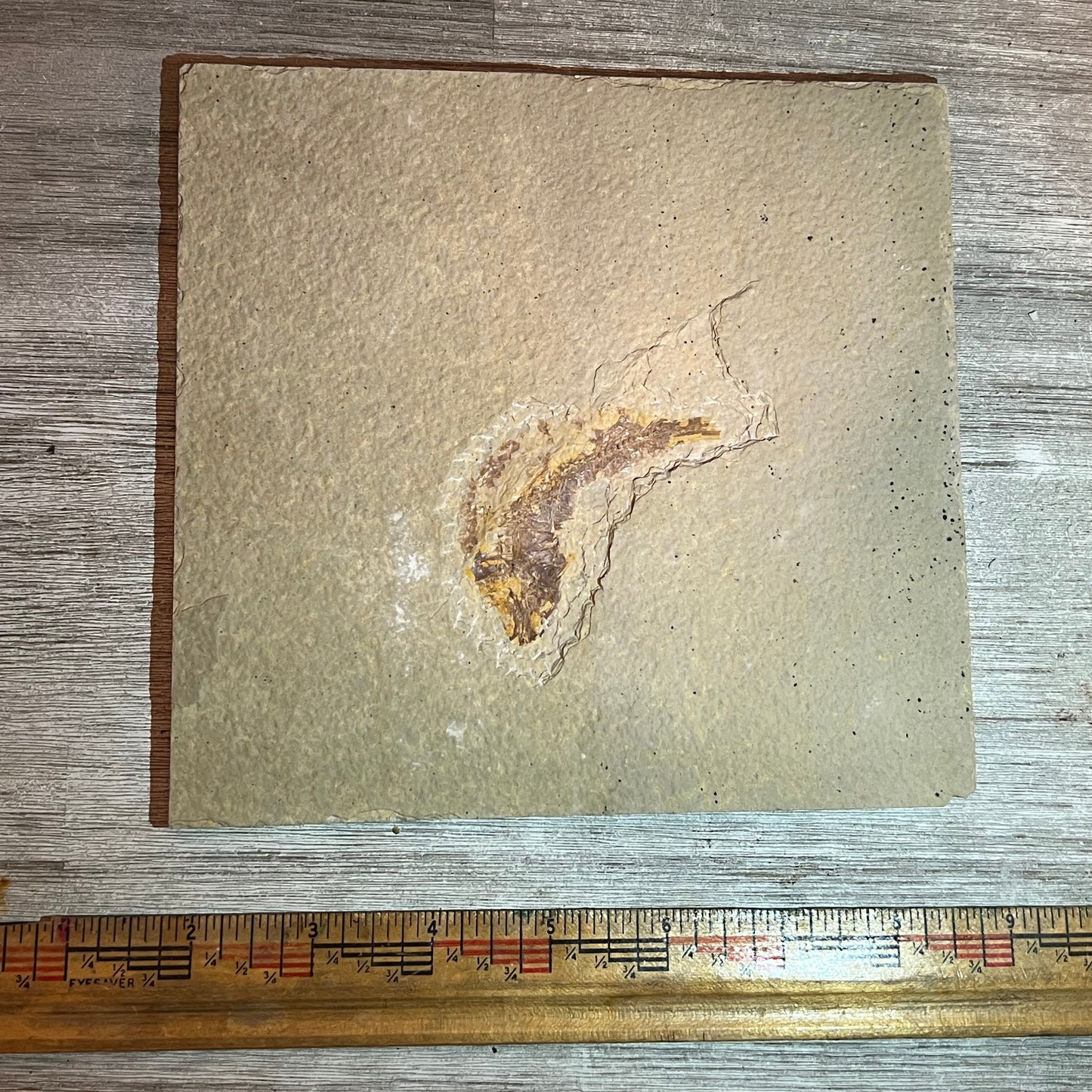 Knightia eocaena fossil #8-026