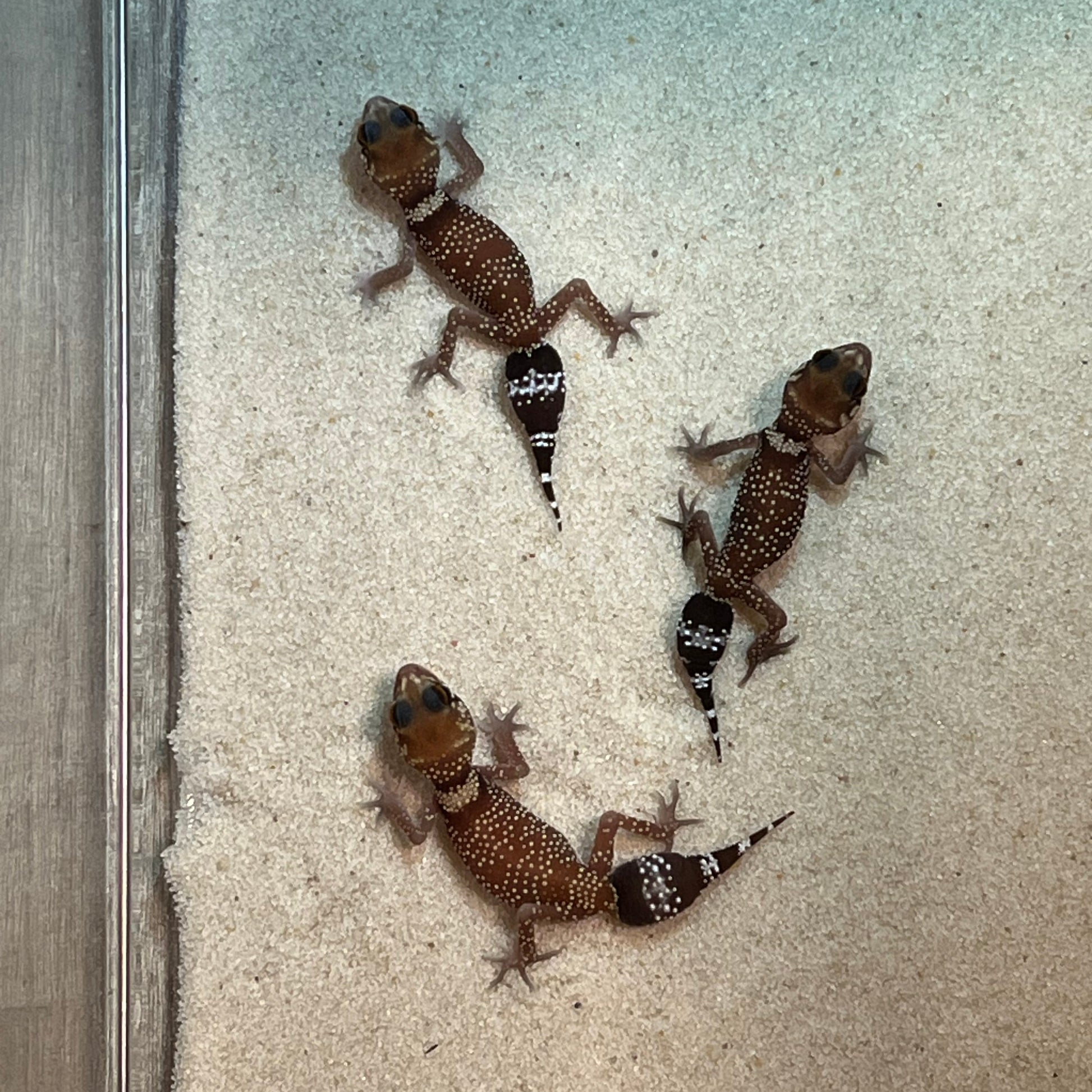 Australian Barking Geckos