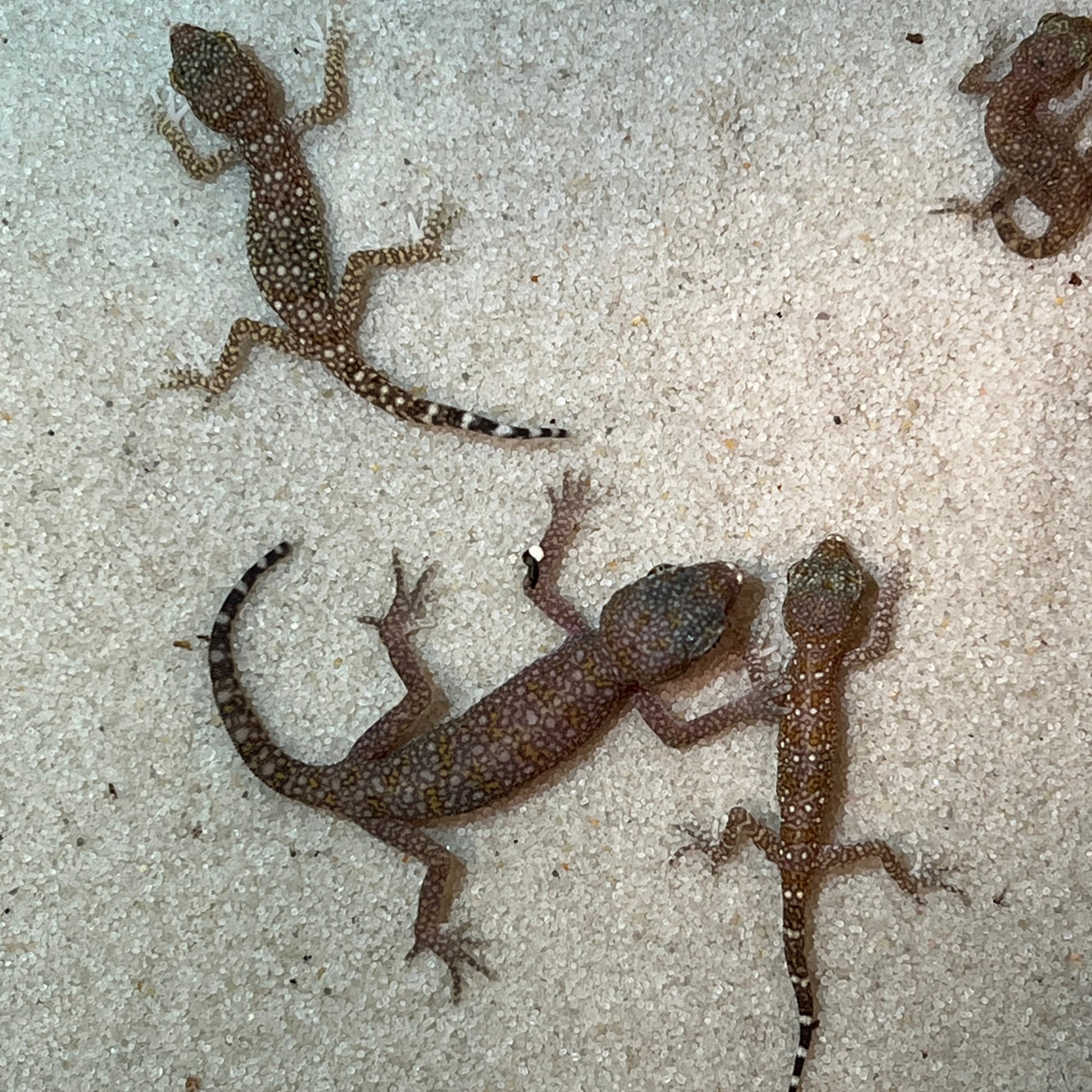 short fingered geckos