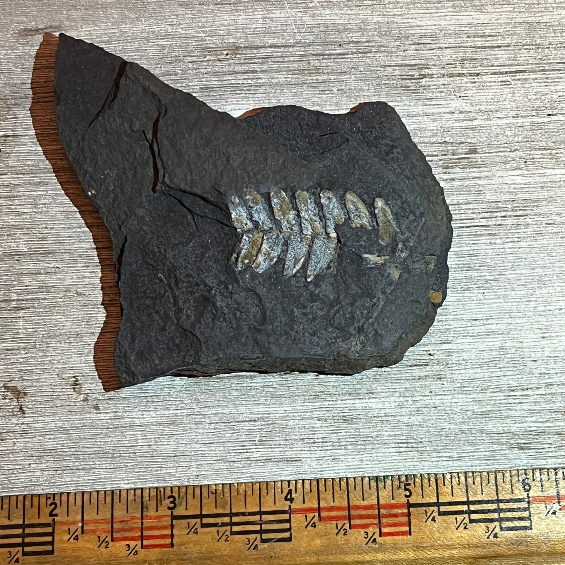 Fossil fern