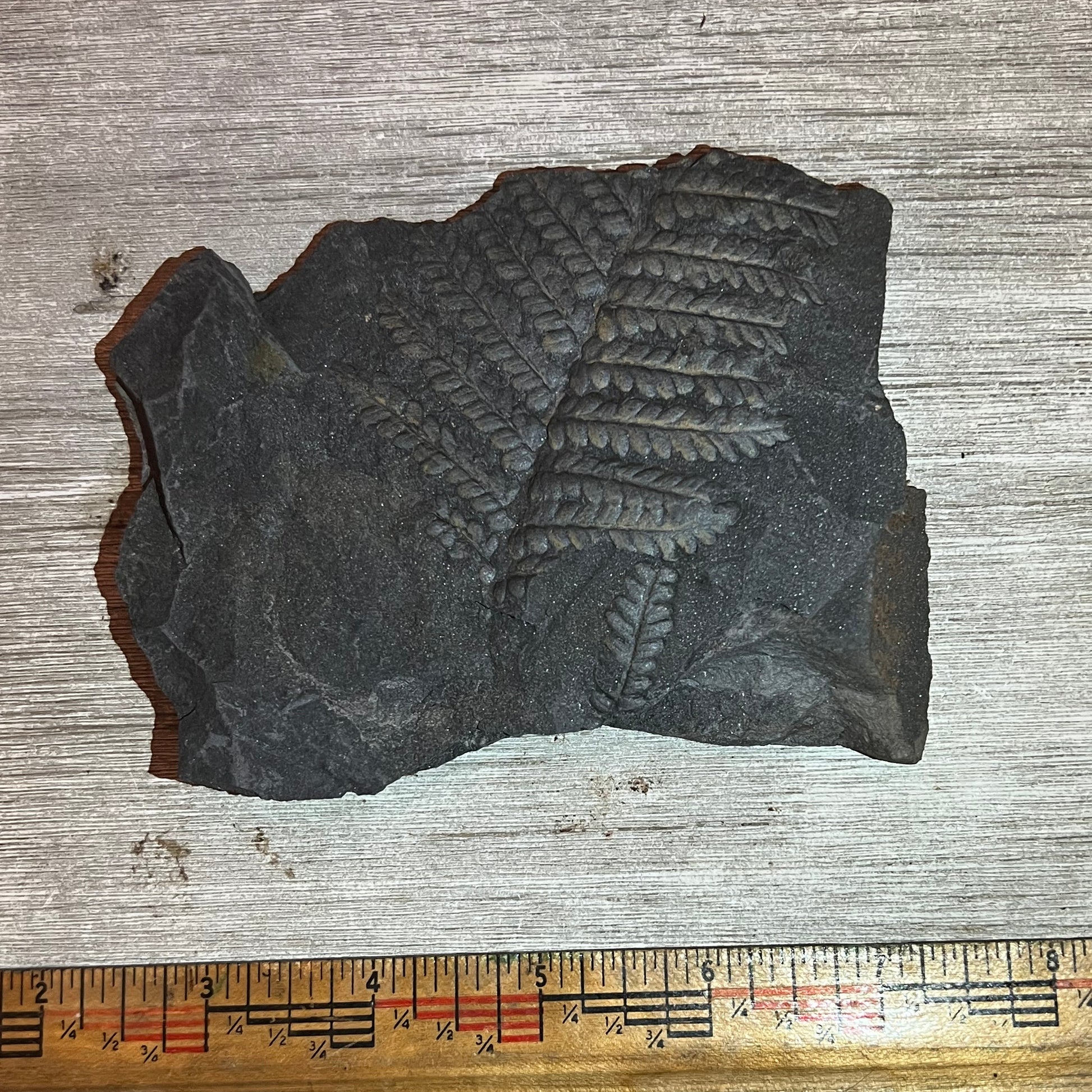 Fossilized leaf specimen on a wooden surface with a ruler for scale.