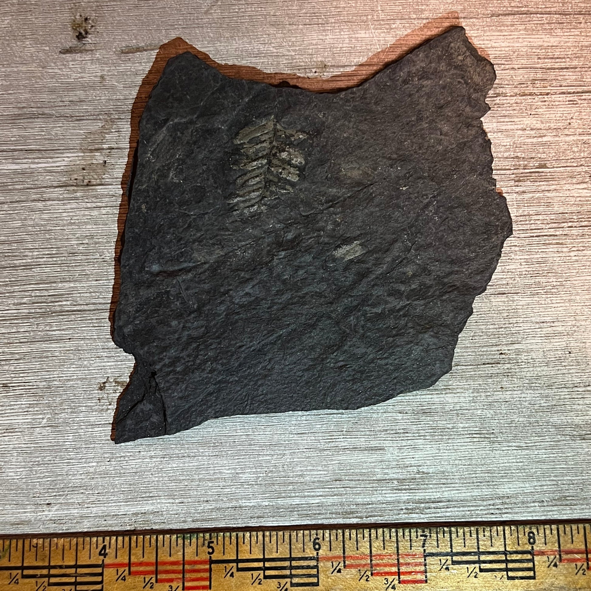 Fossilized leaf specimen on a wooden surface with a ruler for scale.