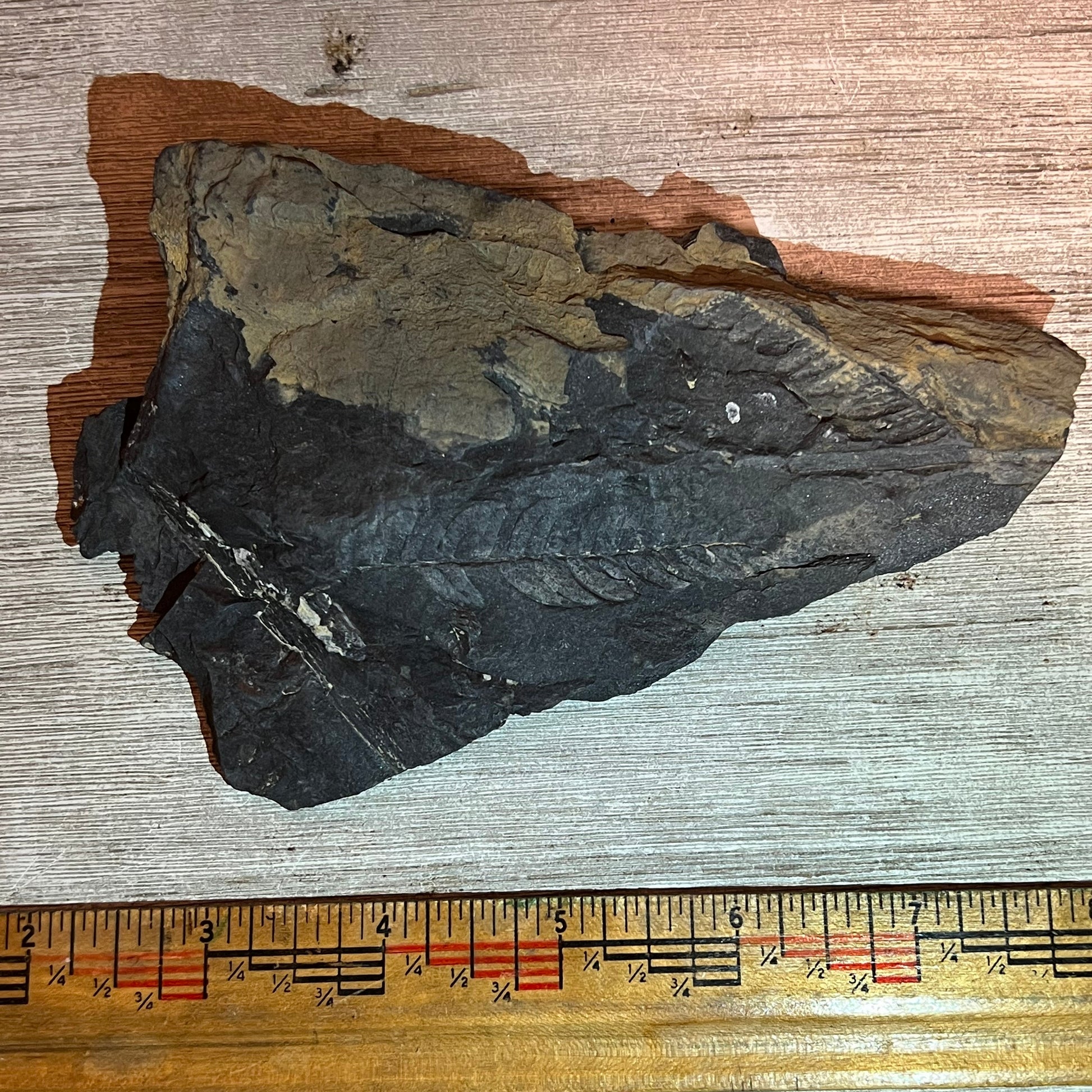 Fossilized leaf embedded in a rock with a ruler for scale on a wooden surface