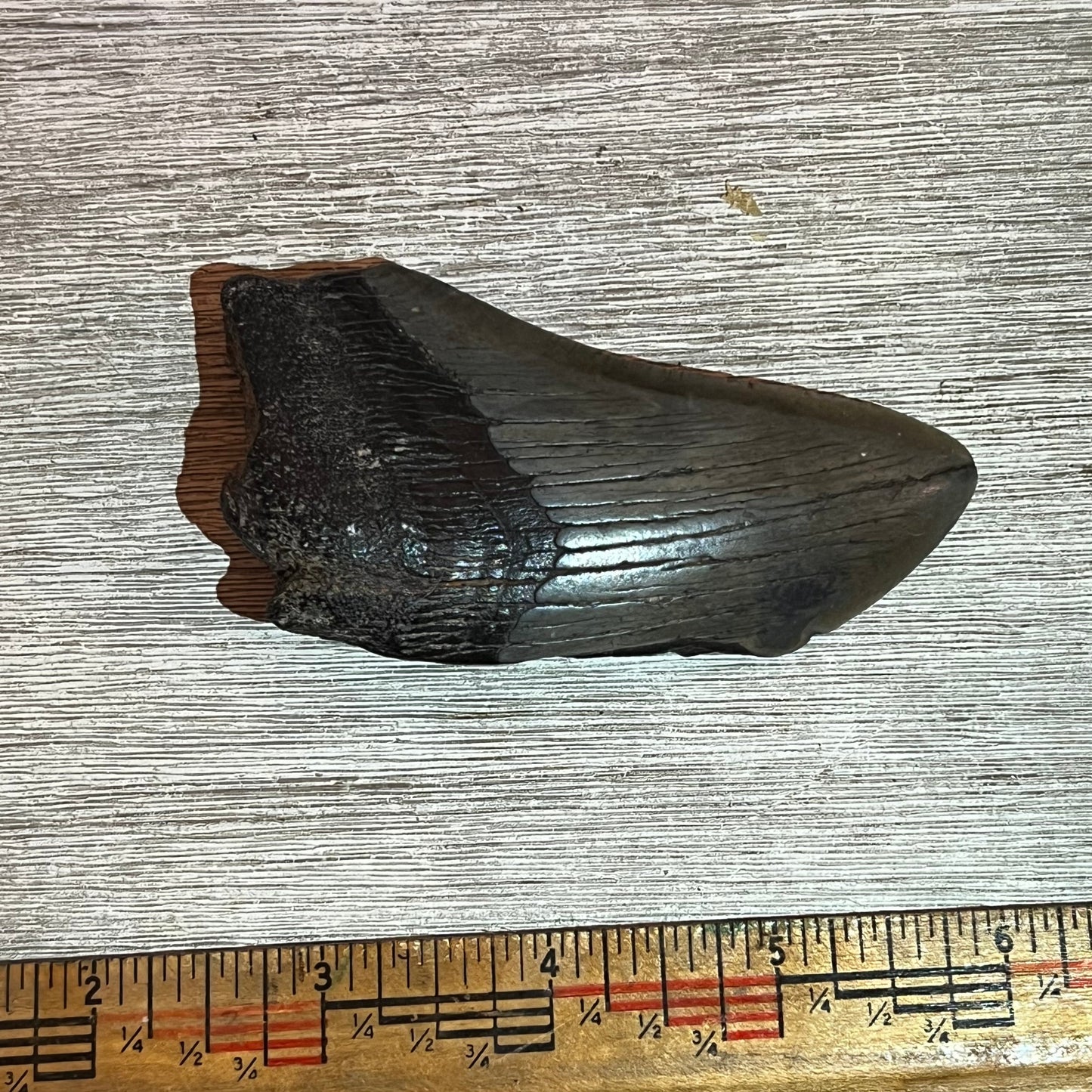 3"+ Megalodon Tooth #6-005