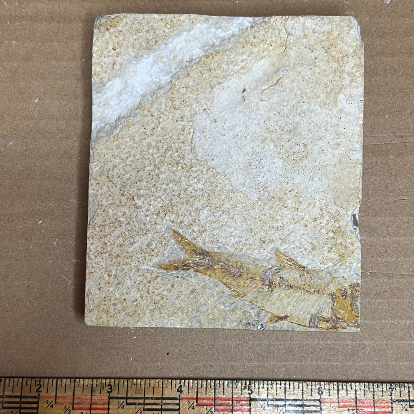 Knightia eocaena fish fossil #010-008