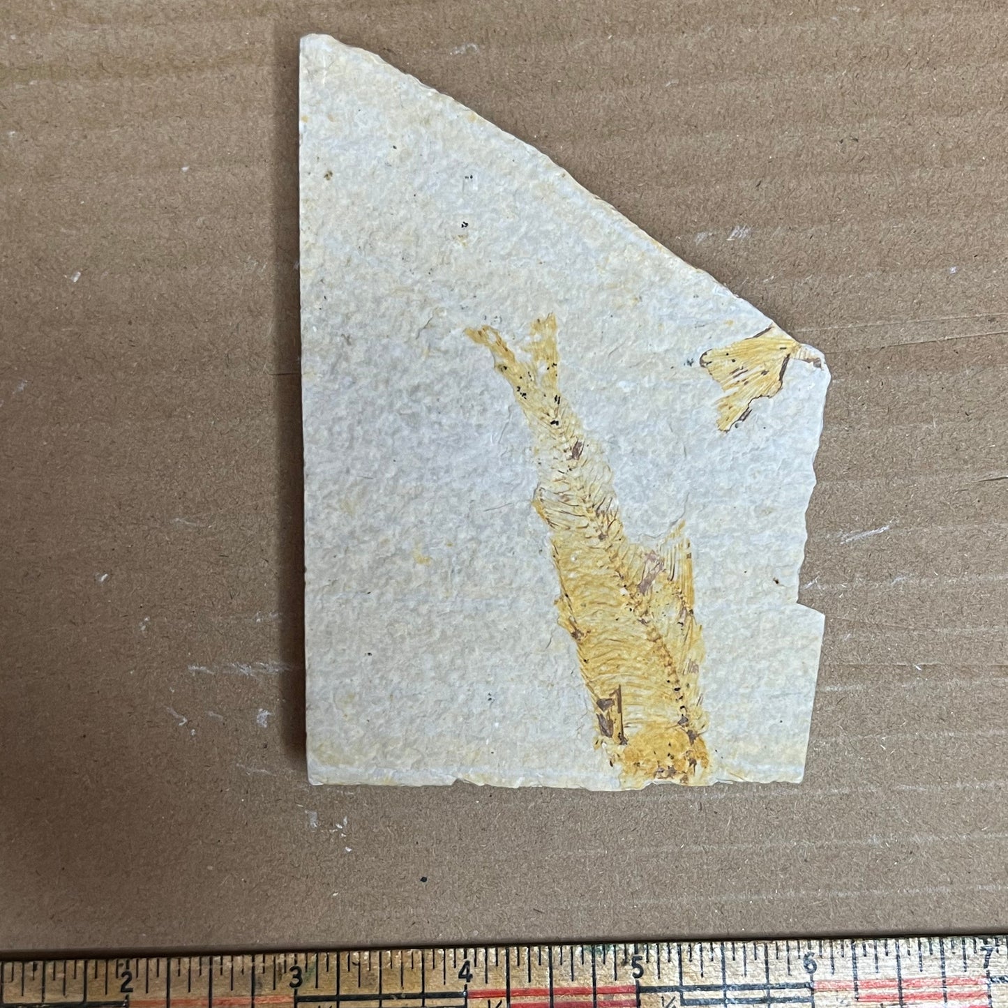 Knightia eocaena fish fossil #010-011