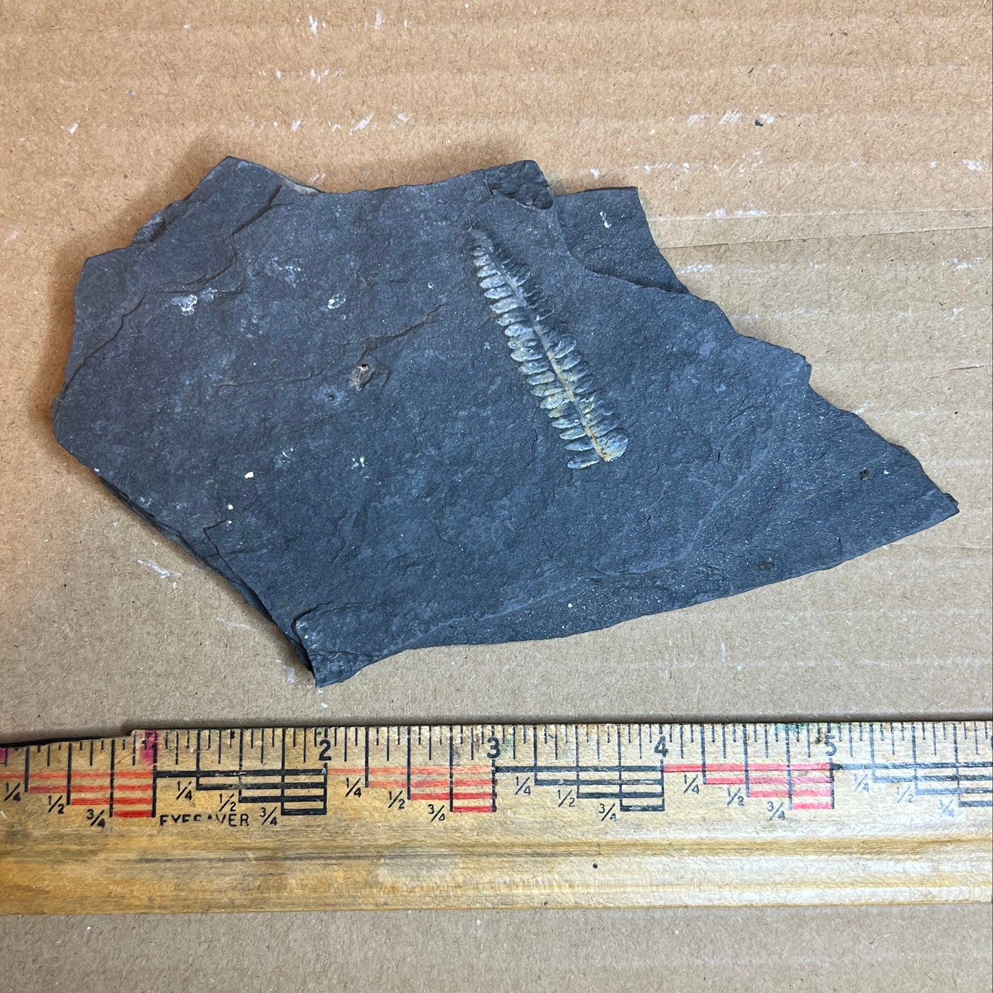 Pennsylvanian Fern Fossil #9-066