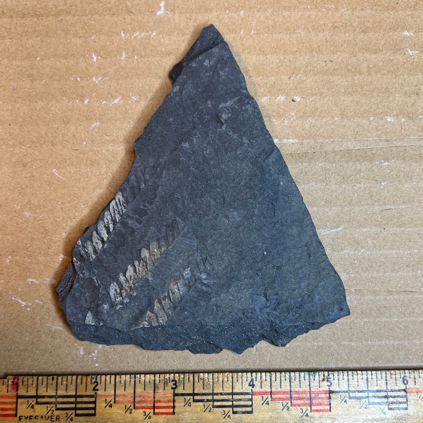 Pennsylvanian Fern Fossil #9-067