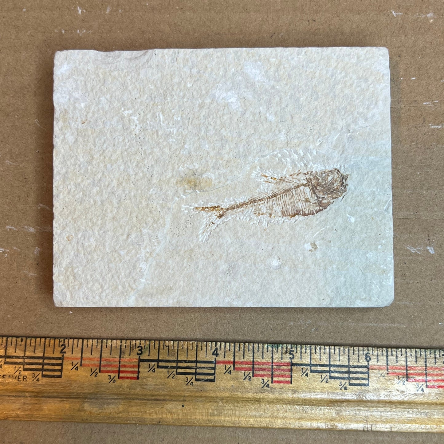 Dipomystus denatus - Fish Fossil #010-017
