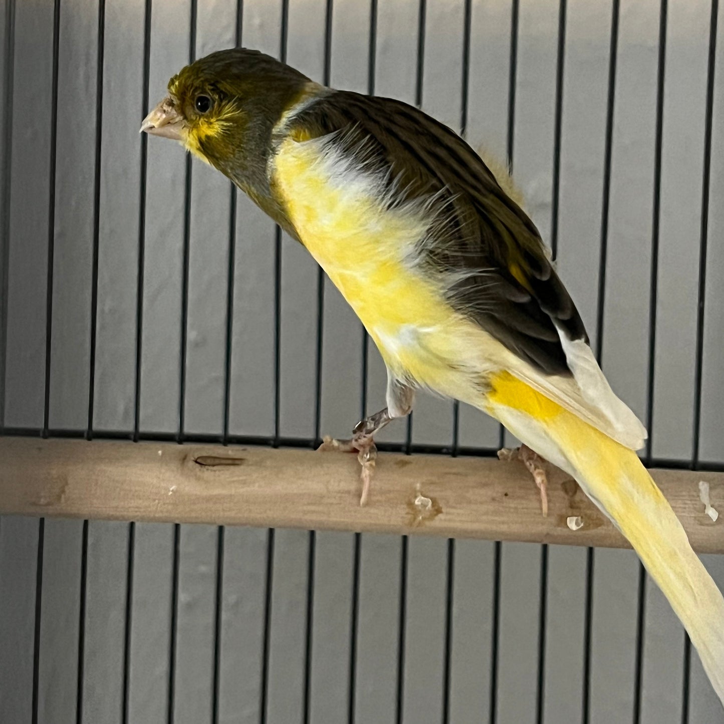 Varriegated Belgium Fancy Canary