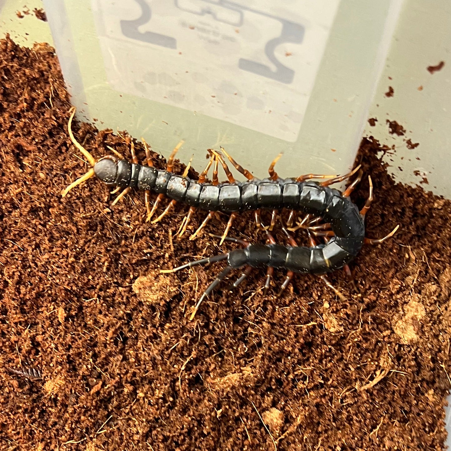 Mount Merapi Centipede