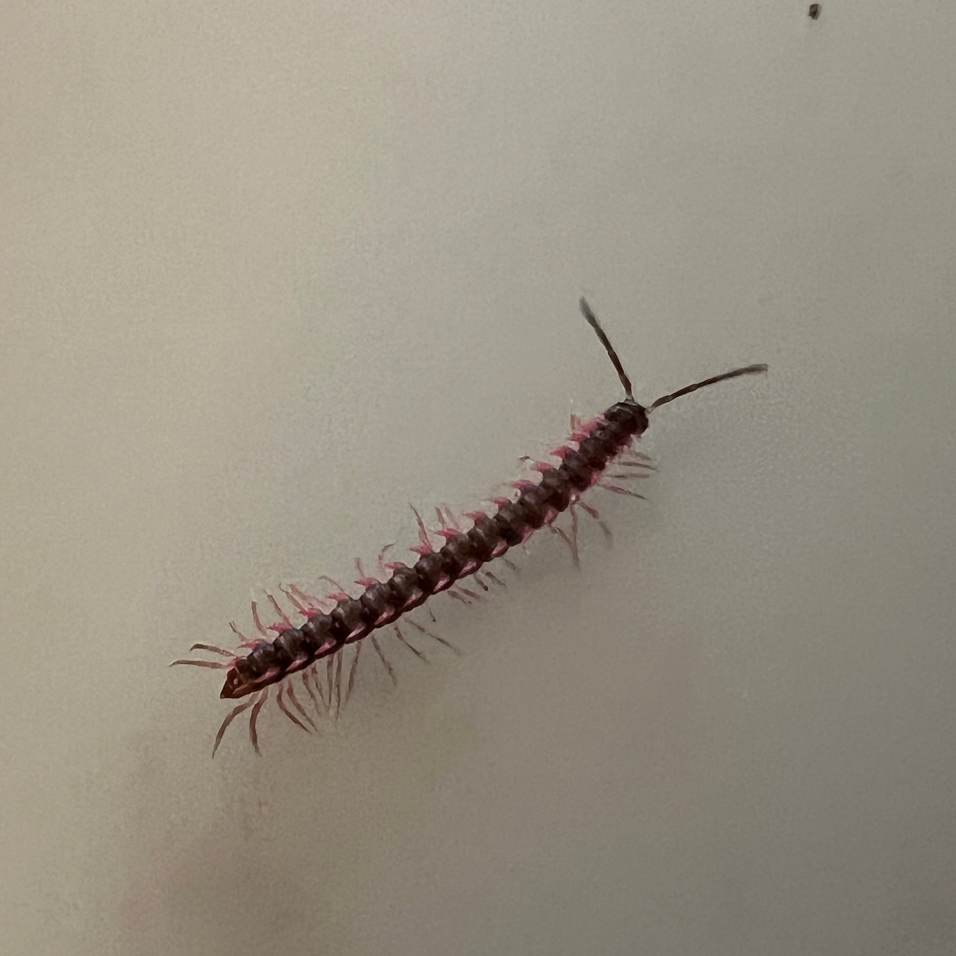 pink dragon millipede white background