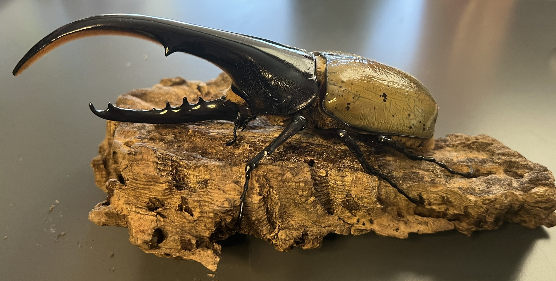 Dynastes hercules hercules major male