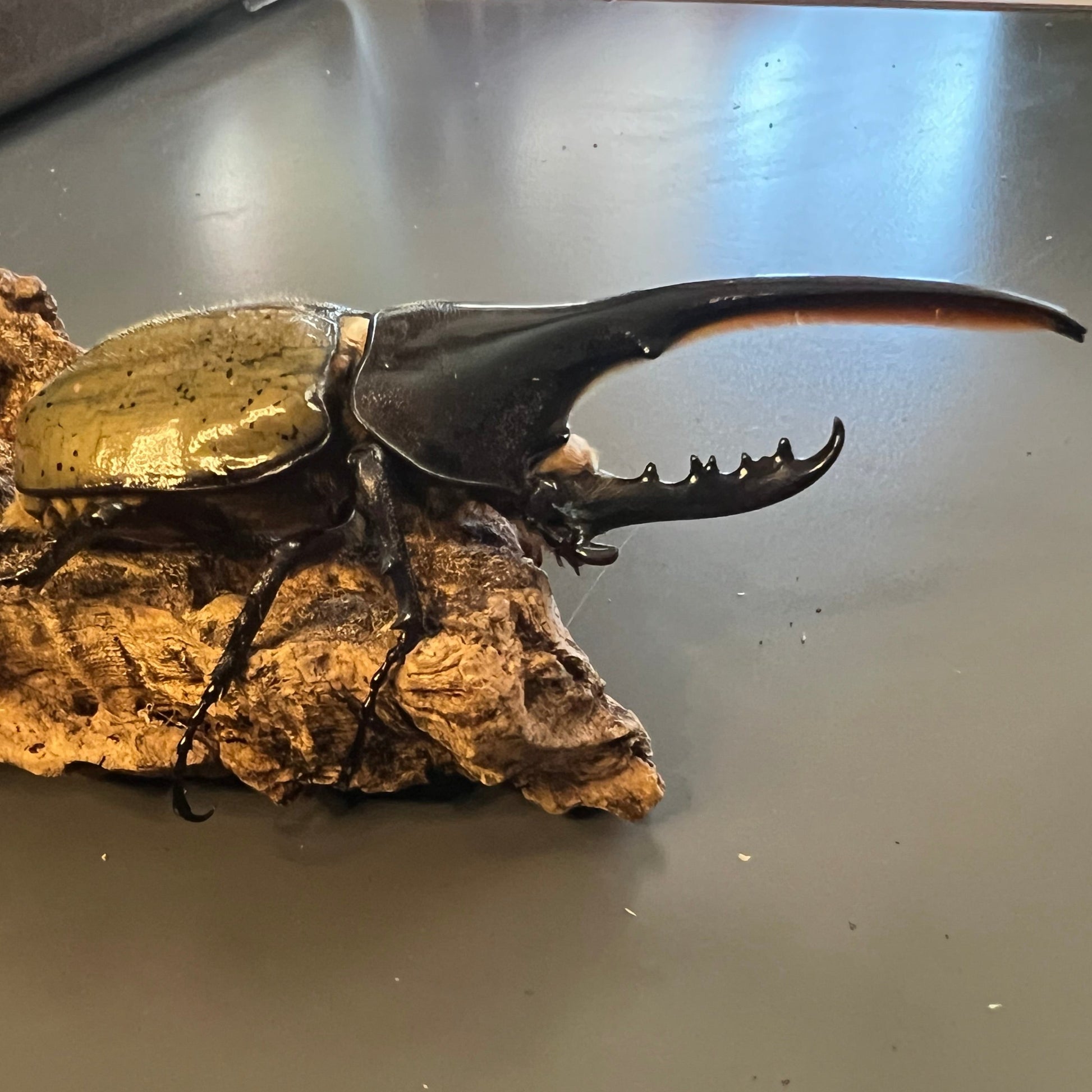 Dynastes hercules hercules minor male