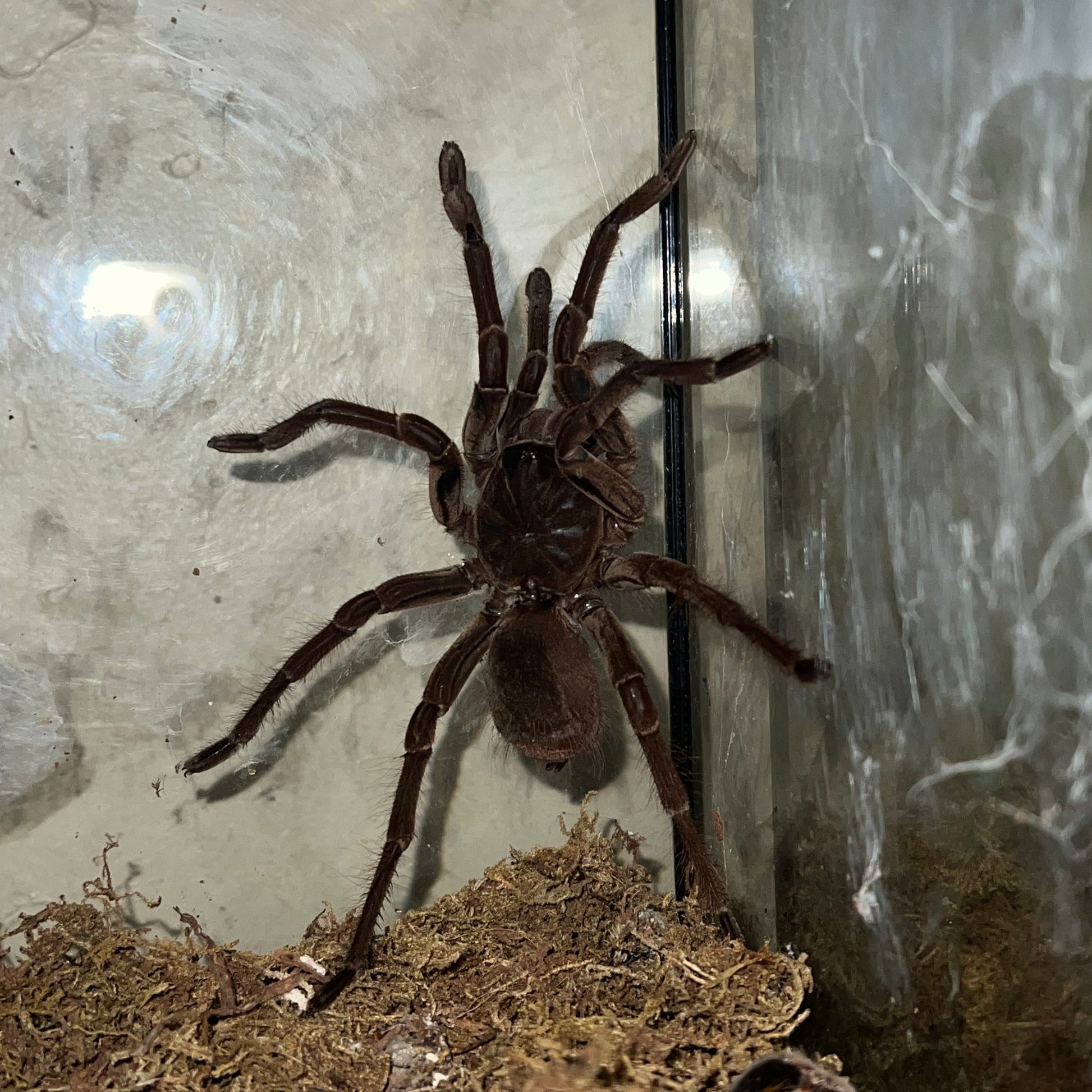Goliath Bird Eater Tarantula