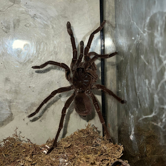 Goliath Bird Eater Tarantula