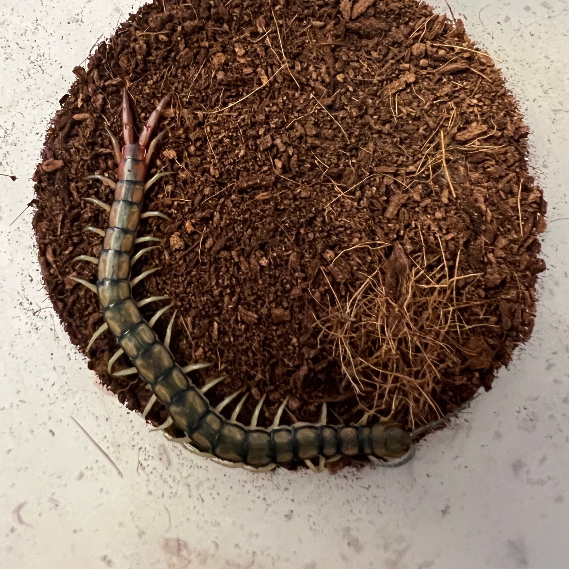 Egyptian rainbow centipede