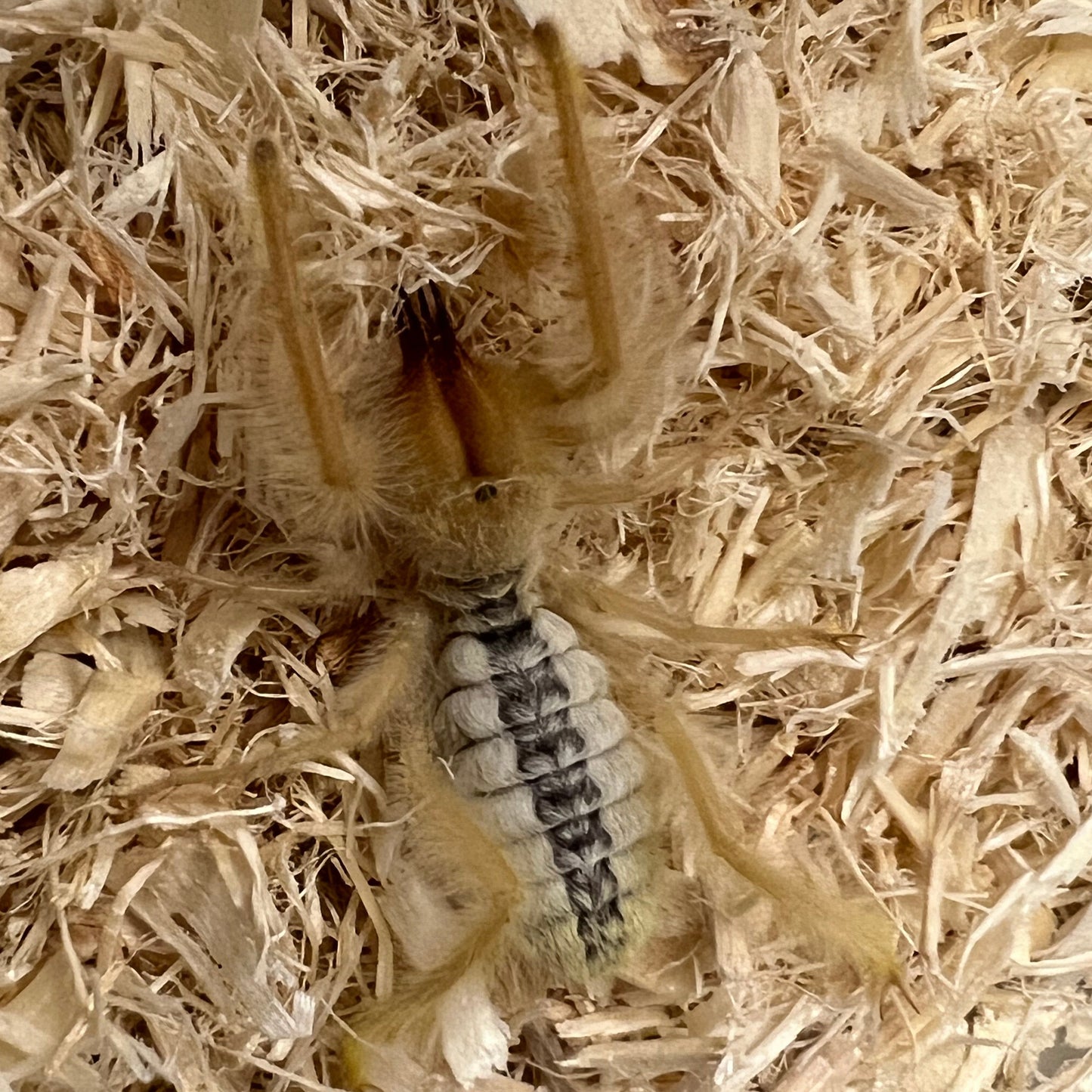 Sun spider