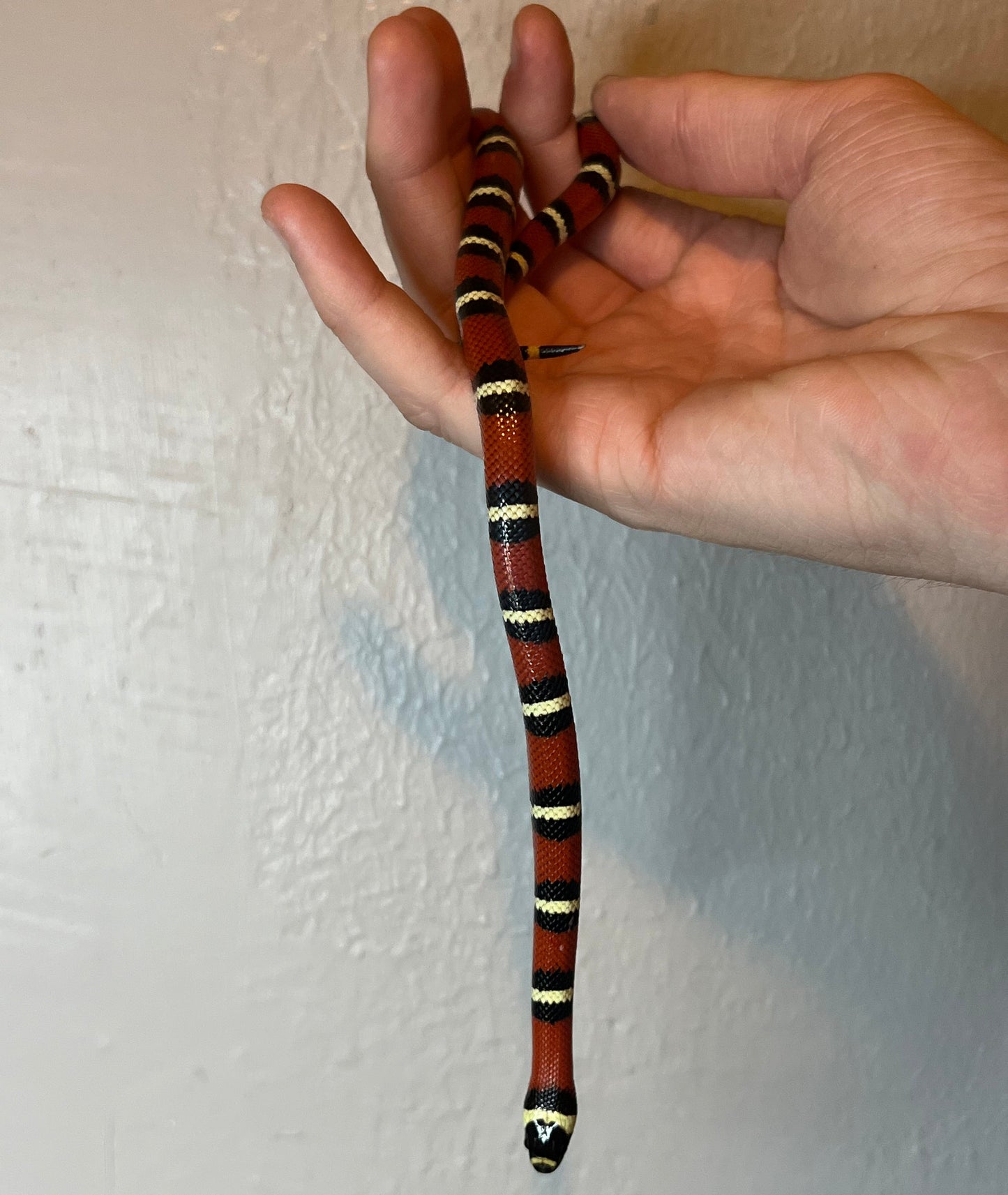 Milk snake hybrid