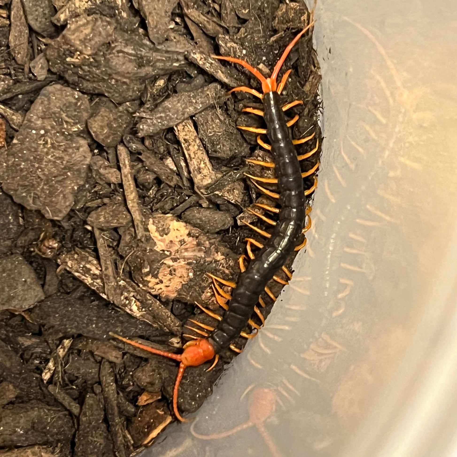 Vietnamese centipede juvenile