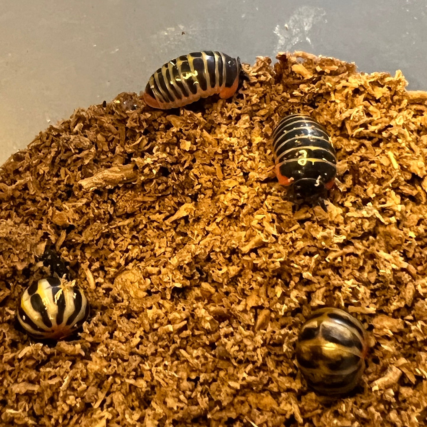 Candy pill millipedes