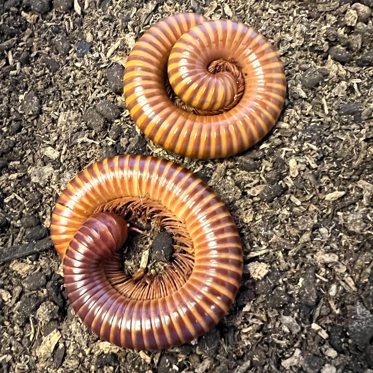 Amber banded millipedes