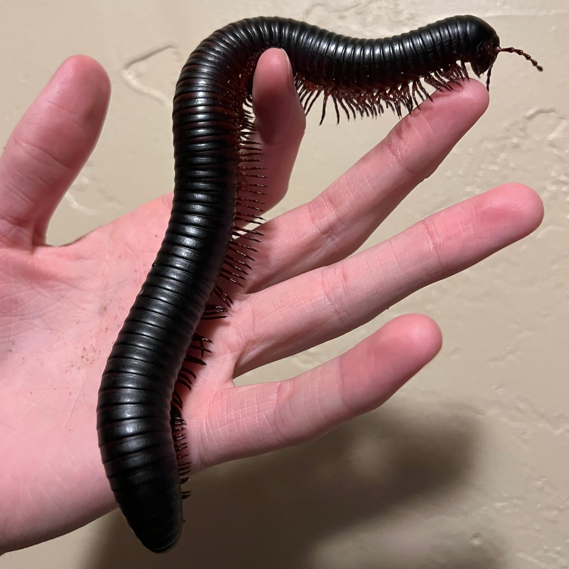 Pet Giant African Millipede
