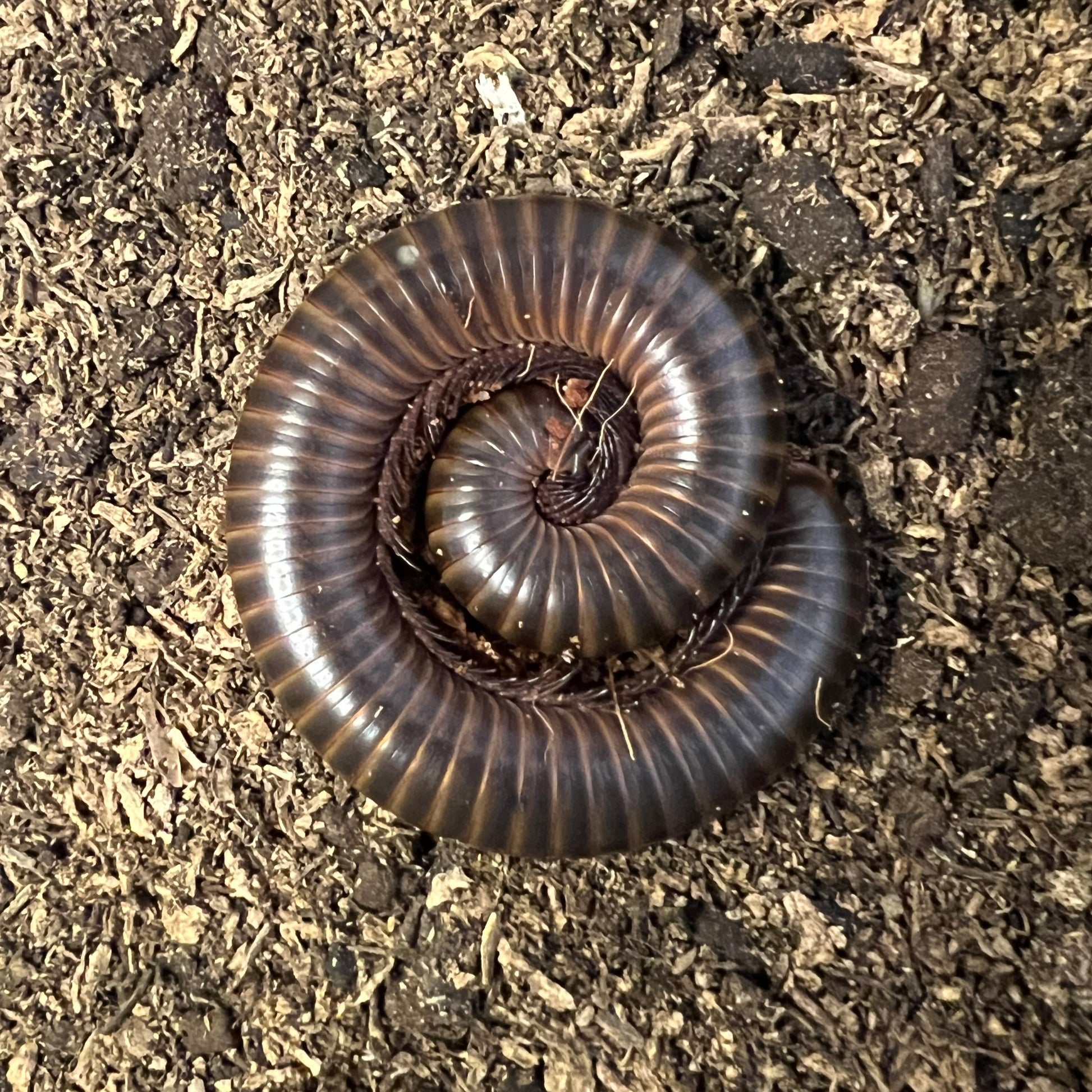 Jade banded millipede