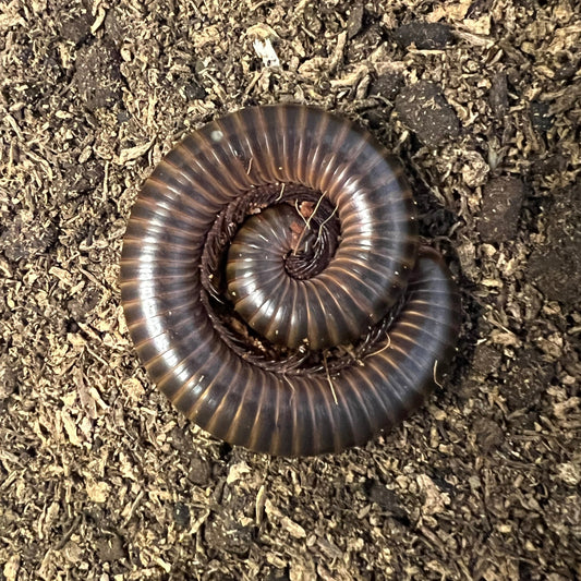 Jade banded millipede
