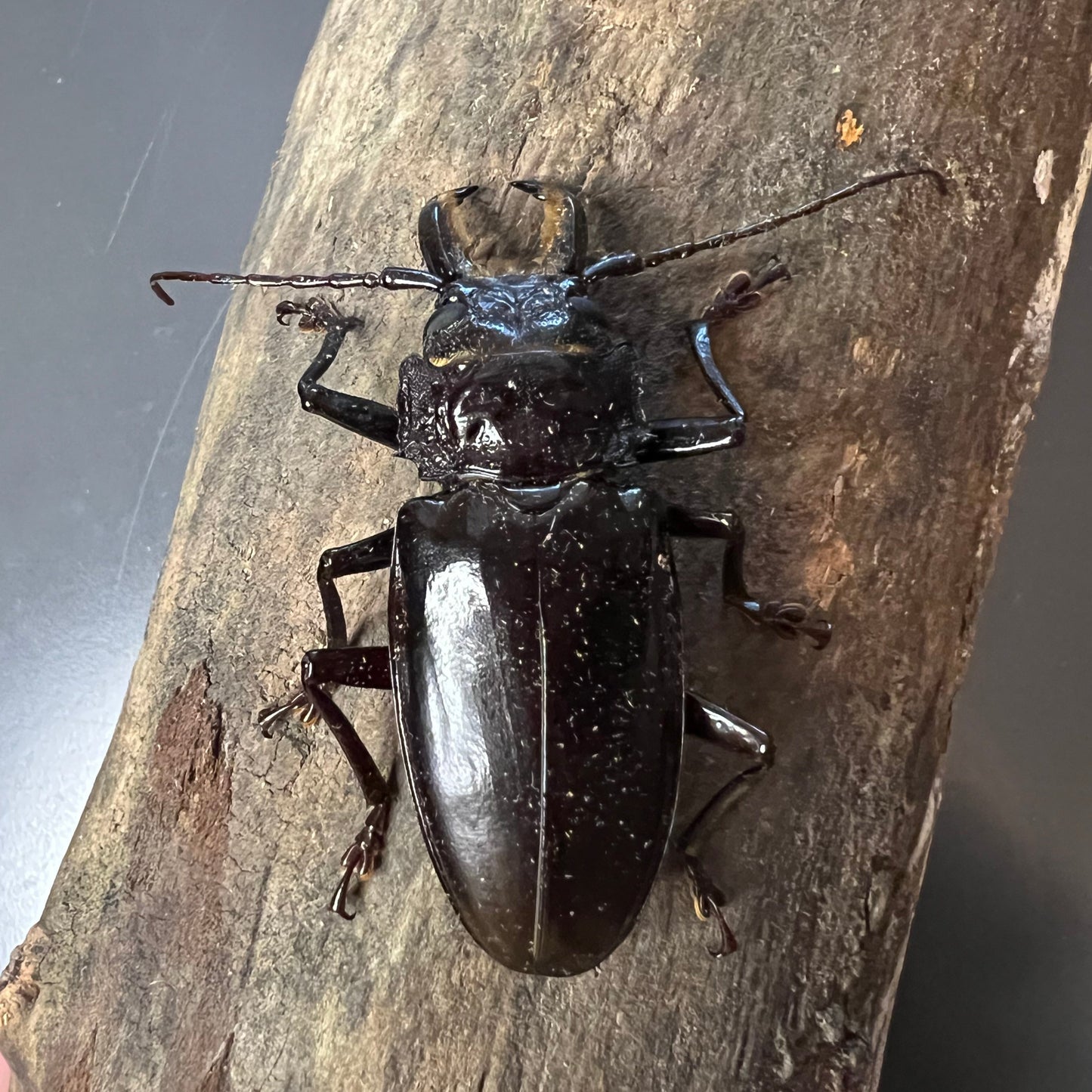 Stenodontes chevrolati male