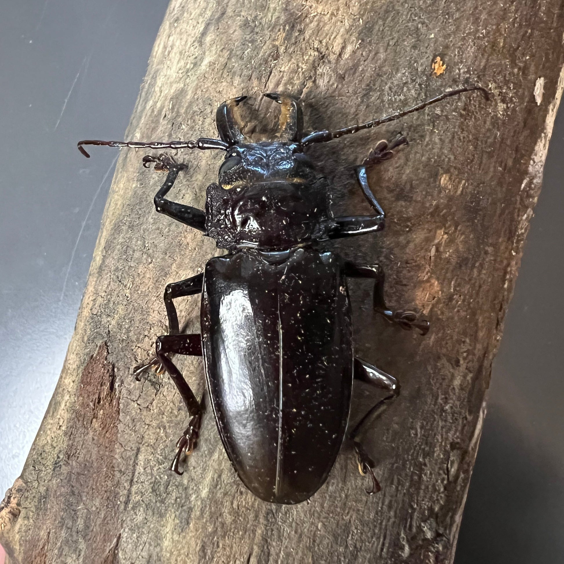 Stenodontes chevrolati male