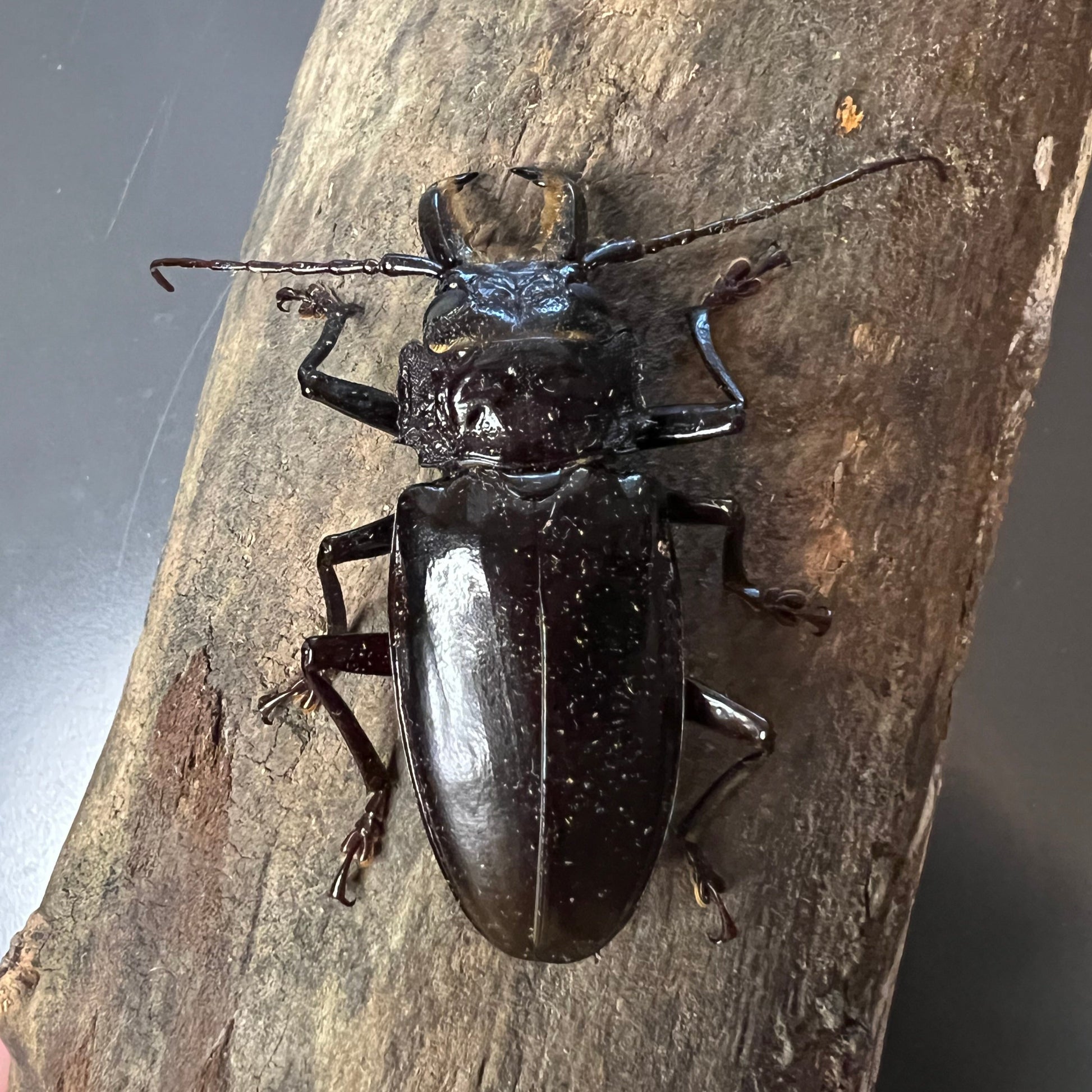 Stenodontes chevrolati