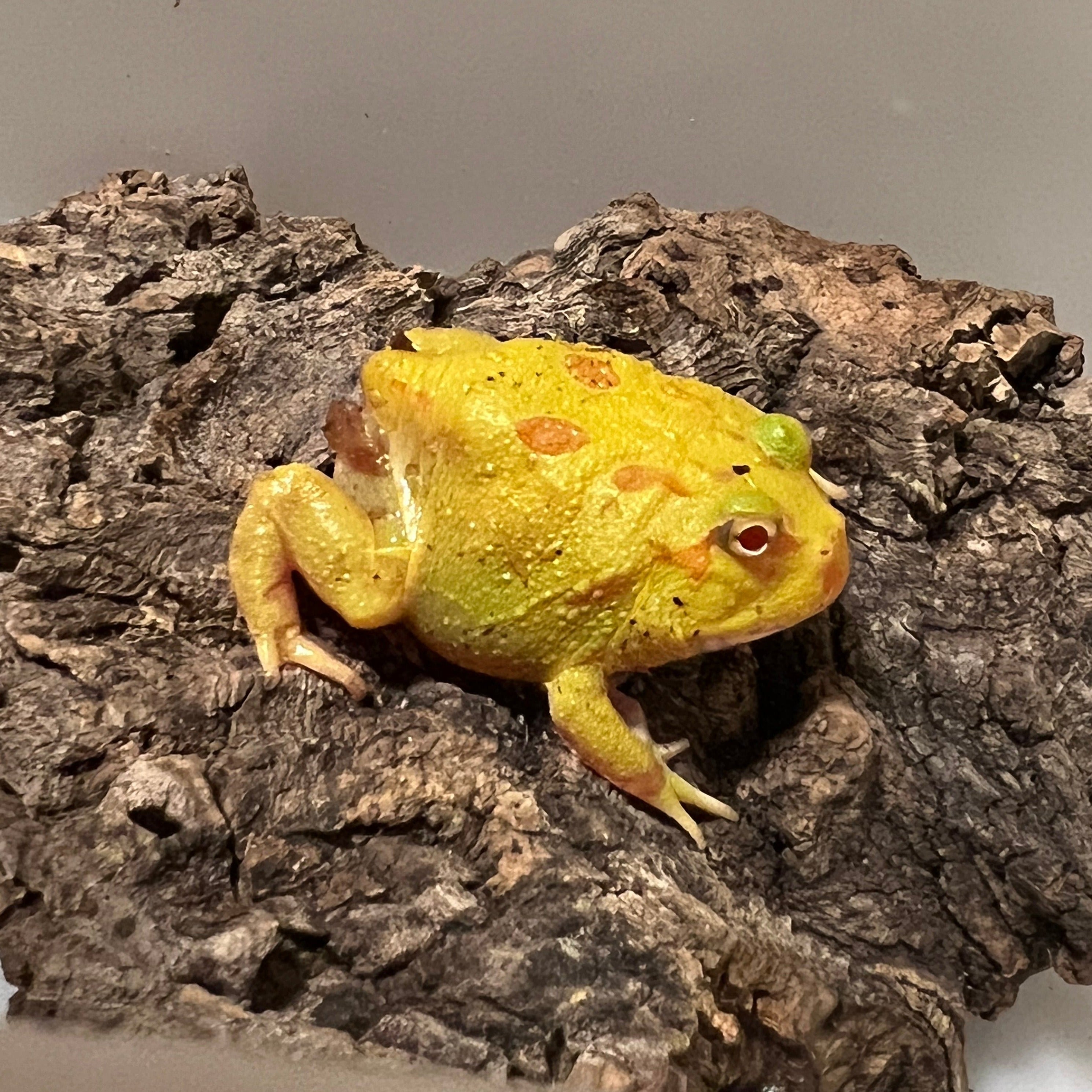 Ceratophrys cranwelli (Keylime Pacman Frog) – Gallegos Zoological