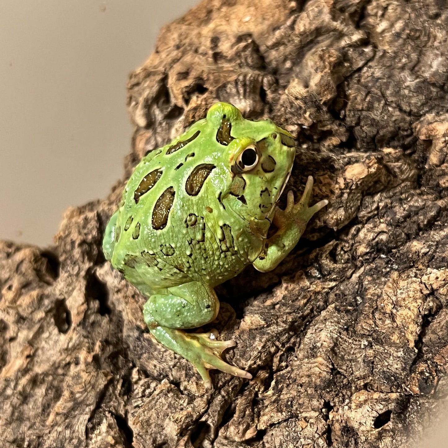 Ceratophrys cranwelli (Peppermint Pacman Frog)