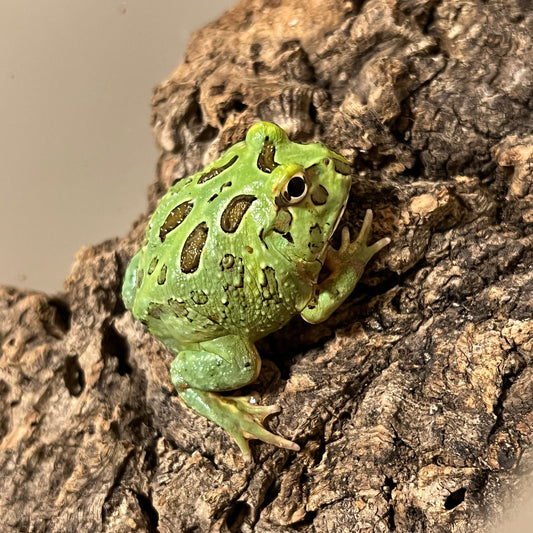 Ceratophrys cranwelli (Peppermint Pacman Frog)