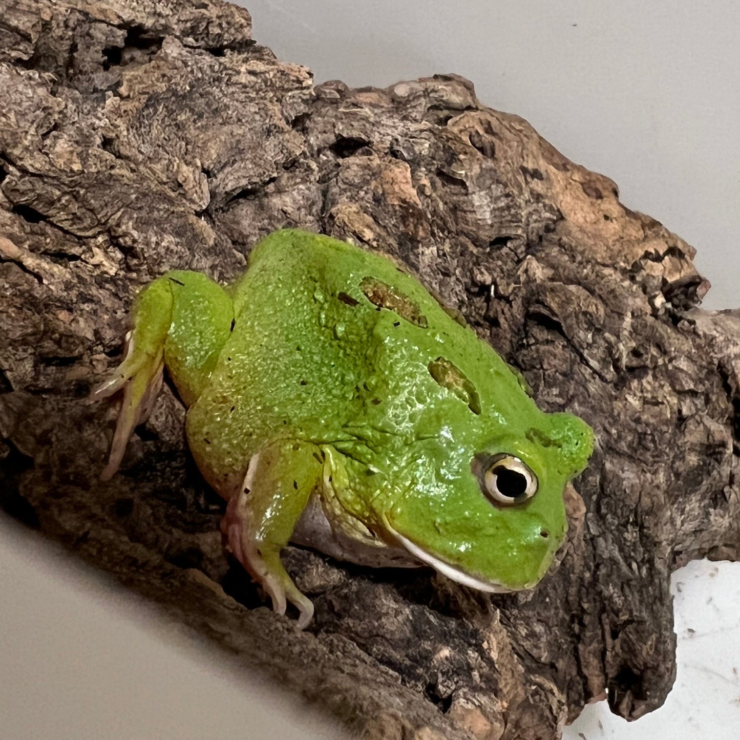 Matcha Pacman Frog