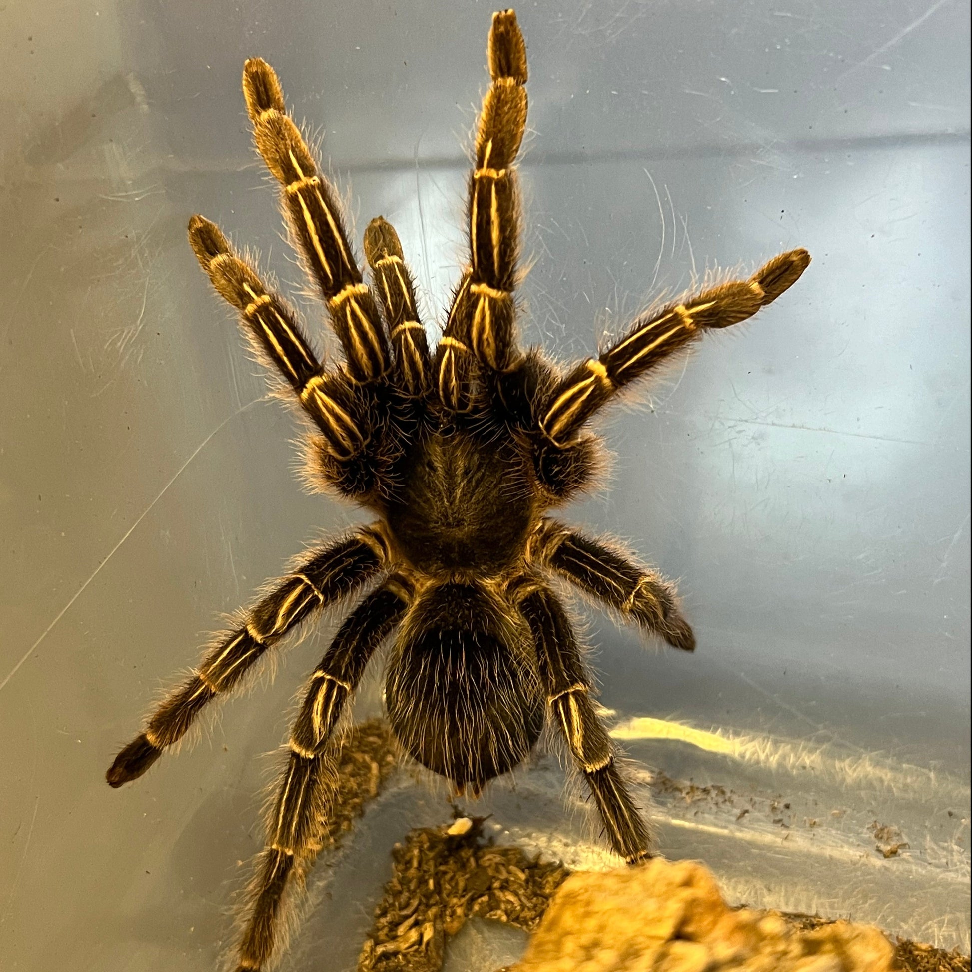 Costa Rican Zebra Tarantula
