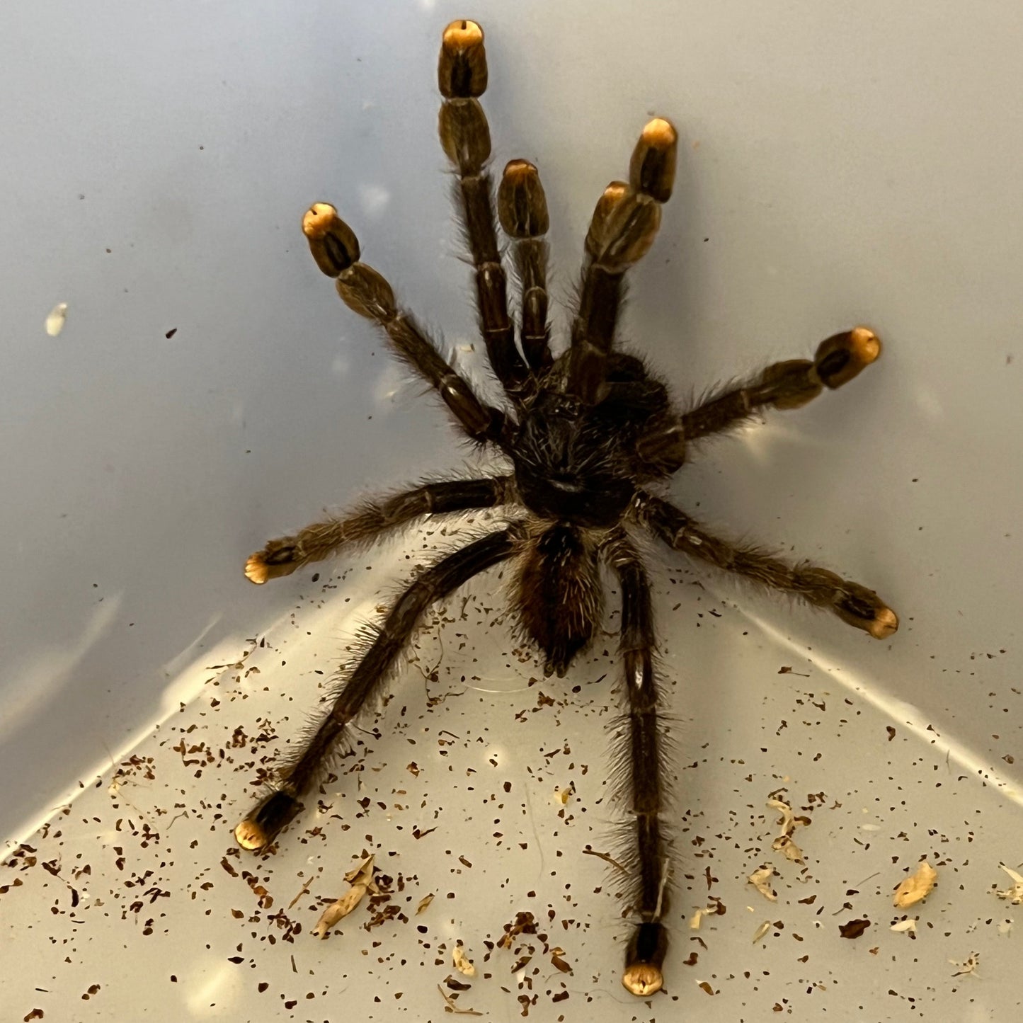 Pink Toe Tarantula