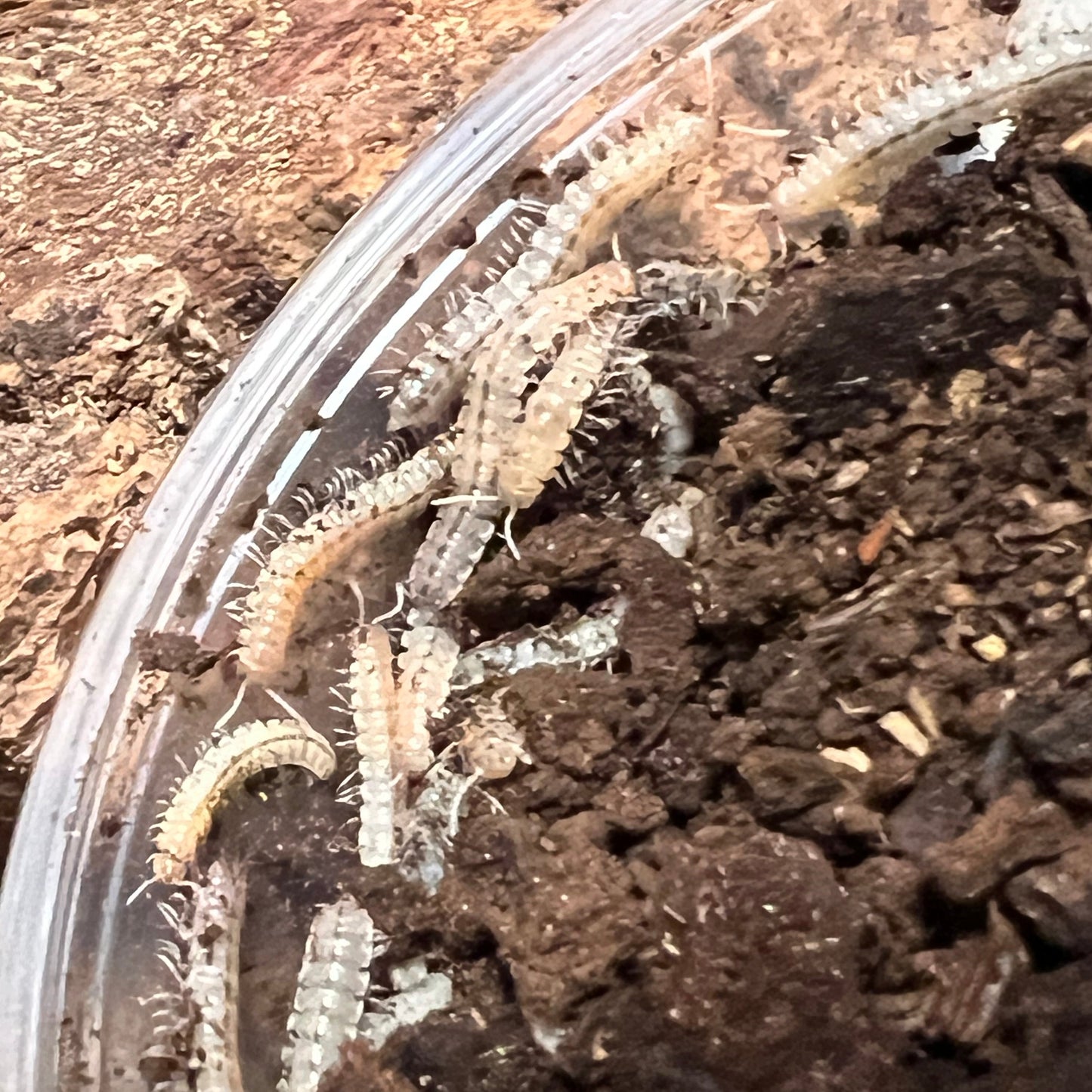Euryurus sp.